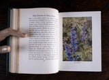 1912 Wild Flowers As They Grow by H. Essenhigh Corke. 5 Vols. - Harrington Antiques