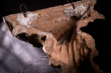 Gilt Terracotta Winged Siren Wall Brackets (With Provenance), c.1890