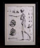 Andrew Bell (1726-1809) - Anatomical Skeleton Engraving, c.1770 - Harrington Antiques