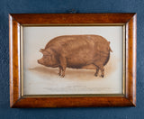 'Prize Tamworth Pig' Engraving. Melton Constable, Norfolk. Early 20thC. - Harrington Antiques