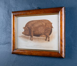 'Prize Tamworth Pig' Engraving. Melton Constable, Norfolk. Early 20thC. - Harrington Antiques