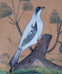 19th Century Mughal School - Bird And Tree. Signed. - Harrington Antiques