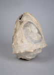 19th Century Relief Carved Cameo Conch Shell - Harrington Antiques