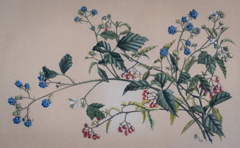 Barbara Watson (fl. 1956-69) - Brambles. Gouche. - Harrington Antiques