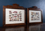 Pair Of Vintage Fungi Prints In Wooden Frames - Harrington Antiques