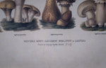 Pair Of Vintage Fungi Prints In Wooden Frames - Harrington Antiques