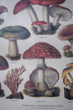 Pair Of Vintage Fungi Prints In Wooden Frames - Harrington Antiques