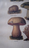 Pair Of Vintage Fungi Prints In Wooden Frames - Harrington Antiques