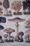 Pair Of Vintage Fungi Prints In Wooden Frames - Harrington Antiques