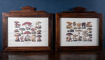 Pair Of Vintage Fungi Prints In Wooden Frames - Harrington Antiques